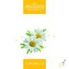 INFUSION CAMOMILLE MURRAYFIELD X 100 SACHETS